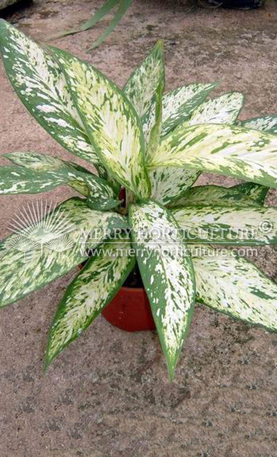 Dieffenbachia Star Bright_2